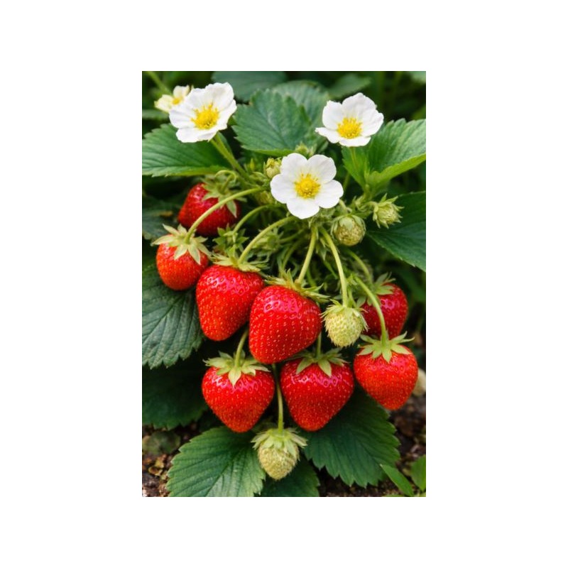 Fragaria 'Polka'
