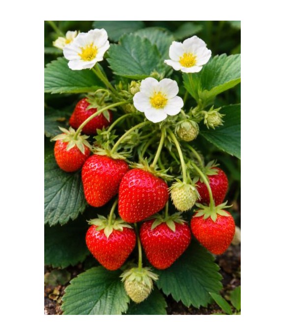 Fragaria 'Polka'