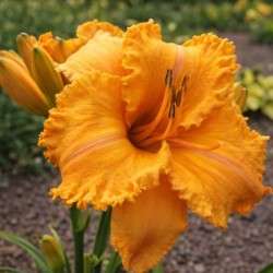 Hemerocallis 'Colonel Mustard'