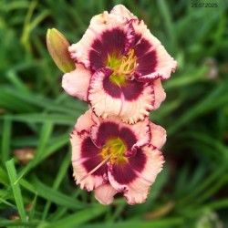 Hemerocallis 'Crystal Pinot'