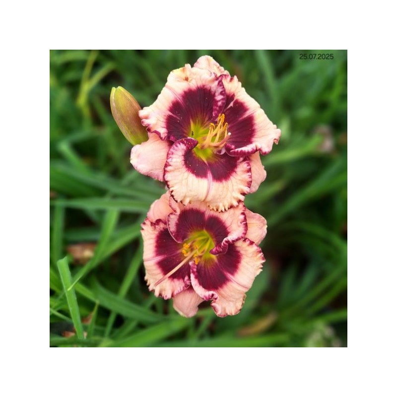 Hemerocallis 'Crystal Pinot'