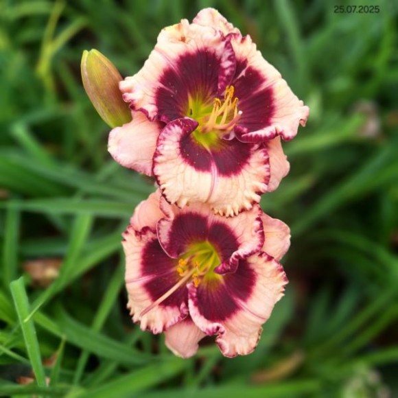 Hemerocallis 'Crystal Pinot'