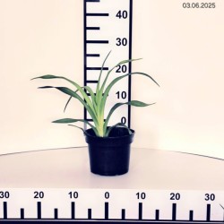 Hemerocallis 'Crystal Pinot'