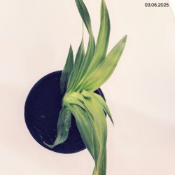 Hemerocallis 'Crystal Pinot'