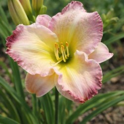 Hemerocallis 'Seal of...