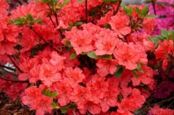 Rhododendron GEISHA ORANGE...
