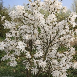 Magnolia stellata