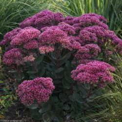 Sedum telephium...