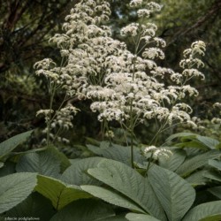 Rodgersia pinnata (White)