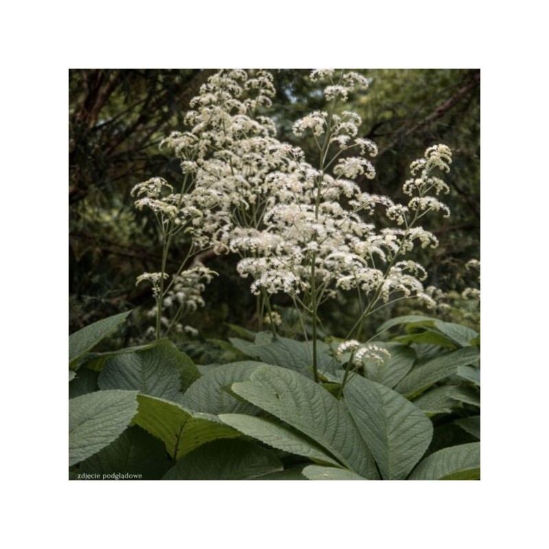 Rodgersia pinnata (White)