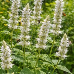 Agastache rugosa 'Alabaster'