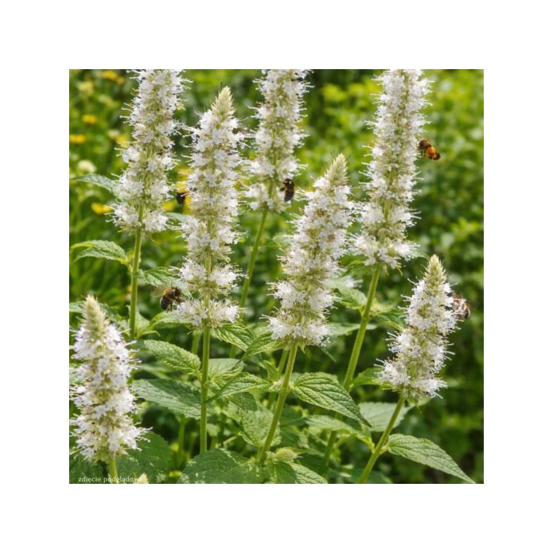 Agastache rugosa 'Alabaster'