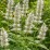 Agastache rugosa 'Alabaster'