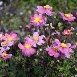 Anemone ×hybrida 'Garden...