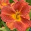 Hemerocallis EVERYDAYLILY ORANGE 'VER00326' PBR