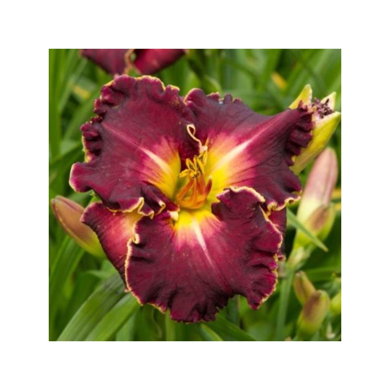 Hemerocallis 'Excellent'