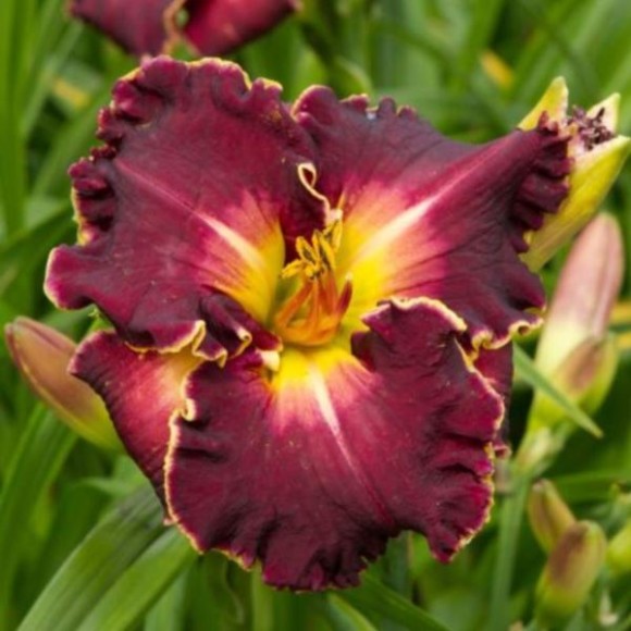 Hemerocallis 'Excellent'