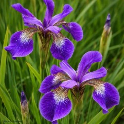 Iris sibirica 'Helicopter'