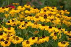 Helenium 'Wesergold'