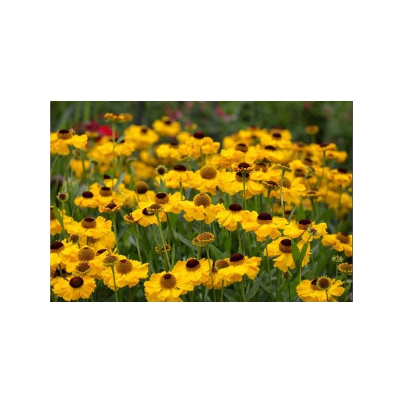 Helenium 'Wesergold'