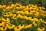 Helenium 'Wesergold'