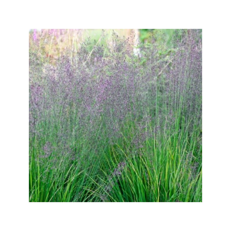 Molinia caerulea 'Banshee'
