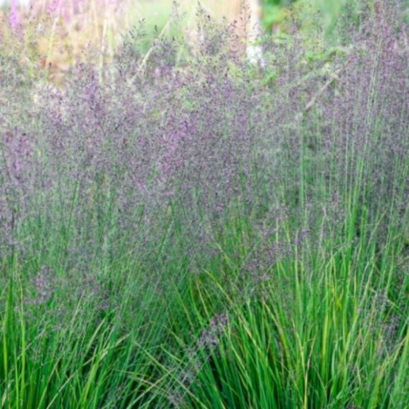 Molinia caerulea 'Banshee'