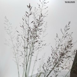 Molinia caerulea 'Banshee'