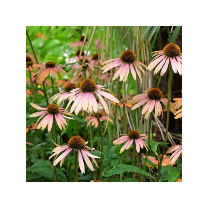 Echinacea 'Summer Cocktail' PBR