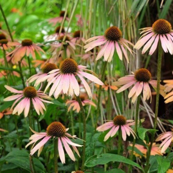 Echinacea 'Summer Cocktail' PBR