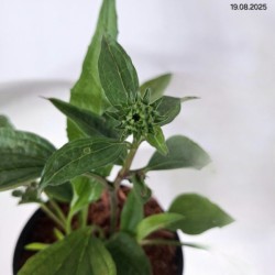 Echinacea 'Summer Cocktail' PBR