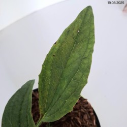 Echinacea 'Summer Cocktail' PBR