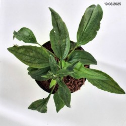 Echinacea 'Summer Cocktail' PBR