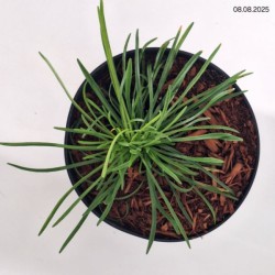 Armeria maritima 'Splendens'