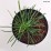 Armeria maritima 'Splendens'