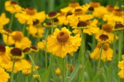 Helenium bigelovii 'The...