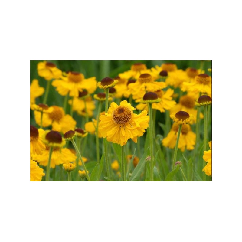 Helenium bigelovii 'The Bishop'