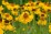 Helenium bigelovii 'The Bishop'