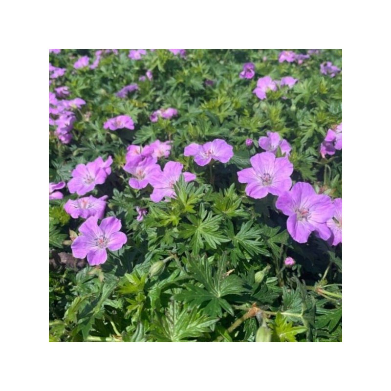 Geranium sanguineum FRIVOLIUS LILAC 'MVNG1901'