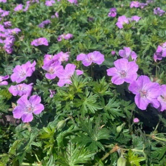 Geranium sanguineum FRIVOLIUS LILAC 'MVNG1901'
