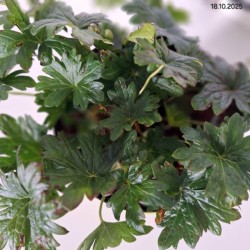 Geranium sanguineum FRIVOLIUS LILAC 'MVNG1901'