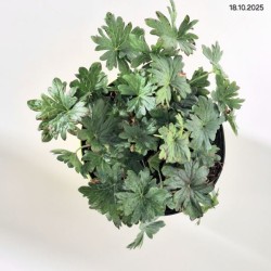 Geranium sanguineum FRIVOLIUS LILAC 'MVNG1901'