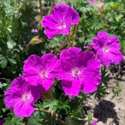 Geranium sanguineum FRIVOLIUS PURPLE 'MVNG1905'