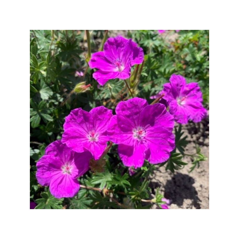 Geranium sanguineum FRIVOLIUS PURPLE 'MVNG1905'