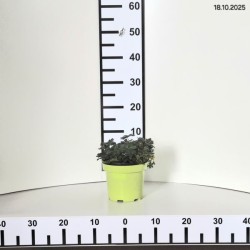 Geranium sanguineum FRIVOLIUS PURPLE 'MVNG1905'