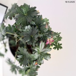 Geranium sanguineum FRIVOLIUS PURPLE 'MVNG1905'