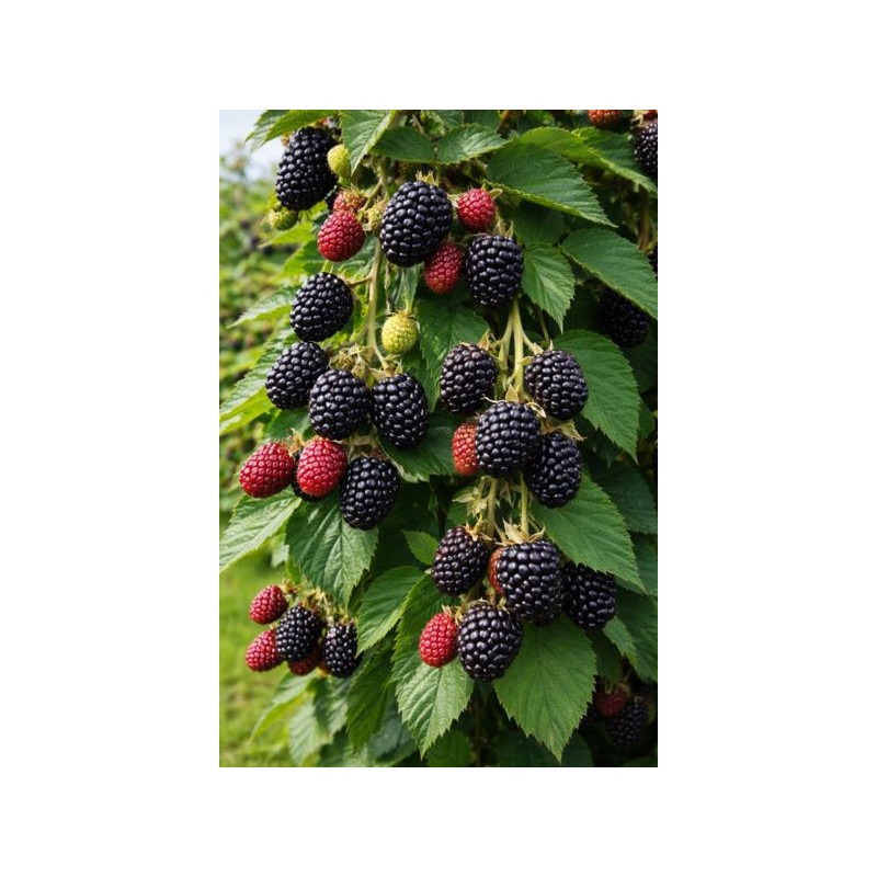 Rubus fruticosus 'Glorniwa'