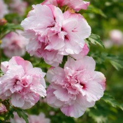 Hibiscus syriacus FRENCH...