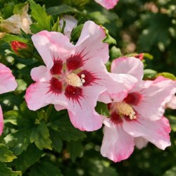 Hibiscus syriacus 'Mathilde'