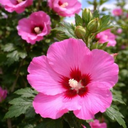Hibiscus syriacus PINK...